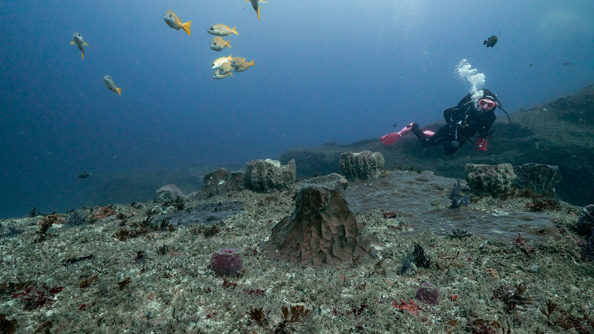 An intern preparing dive equipment before a training dive