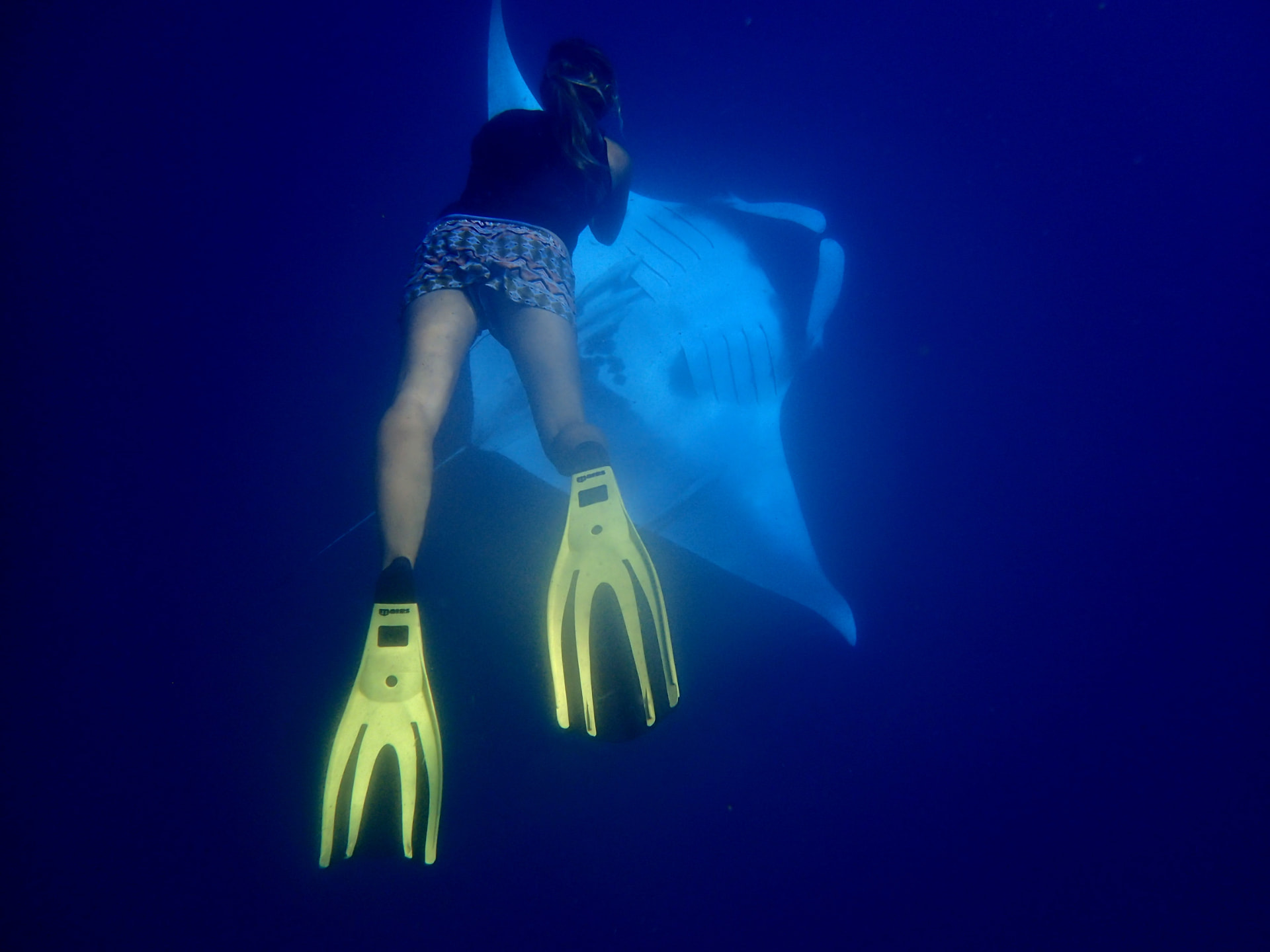 A researcher freediving to photograph an oceanic manta ray for identification