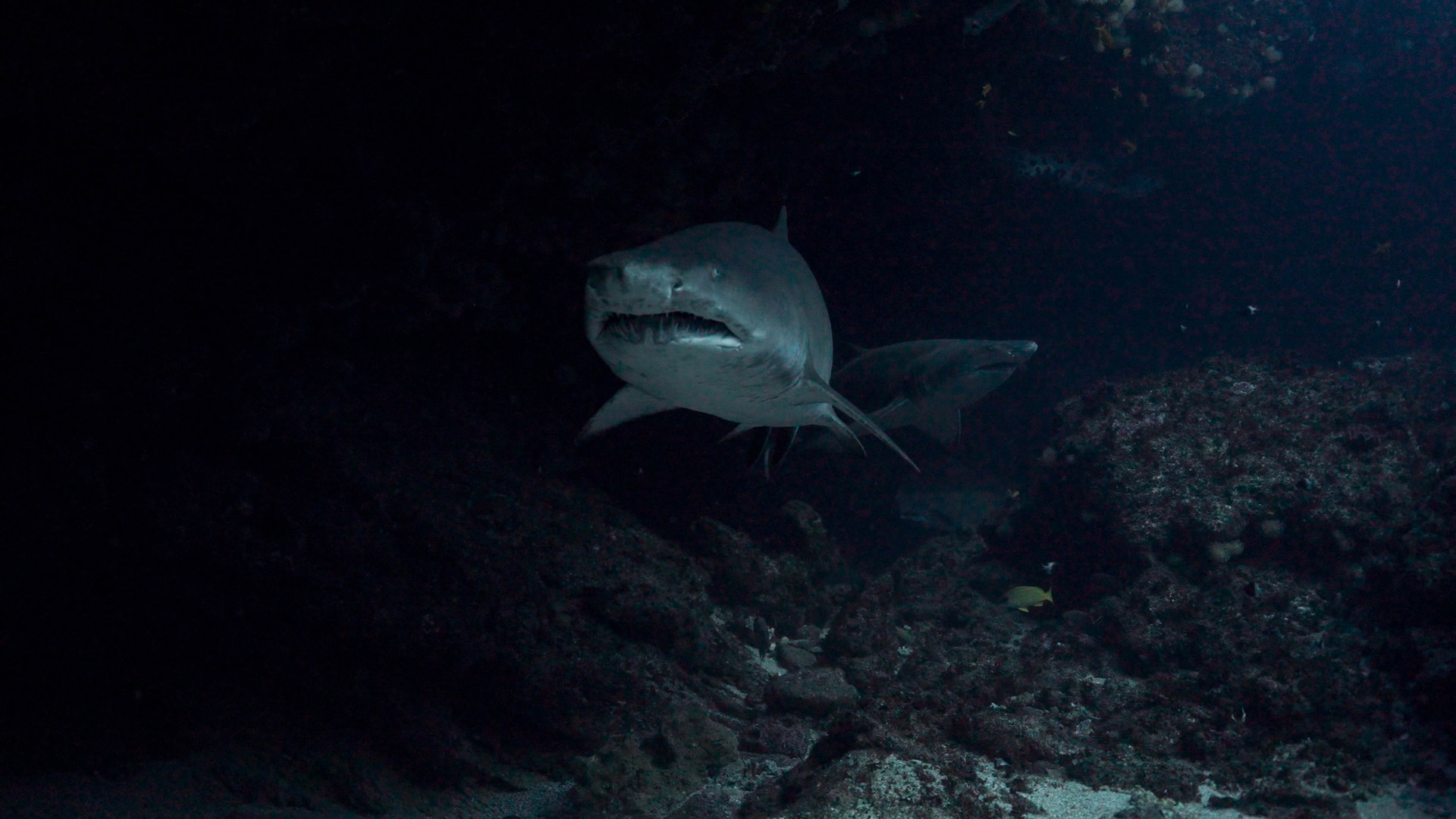 Reef habitat at Aliwal Shoal