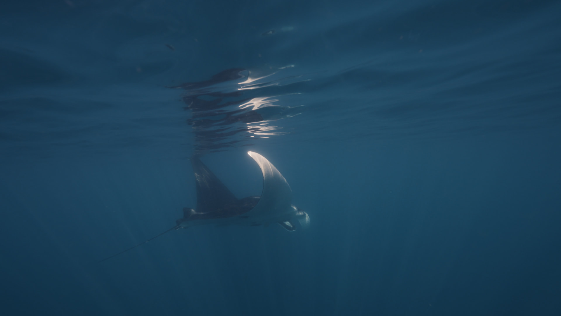 A manta ray swimming just below the surface at Aliwal Shoal