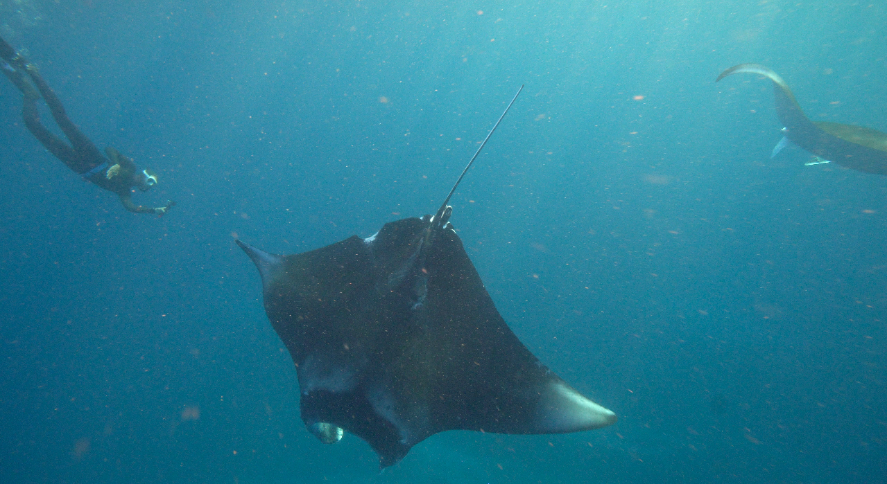 A reef manta ray swimming in the open water at Aliwal Shoal